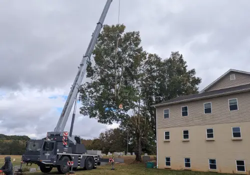 Tree Removal Services