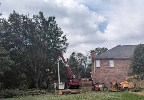 Tree Trimming Services